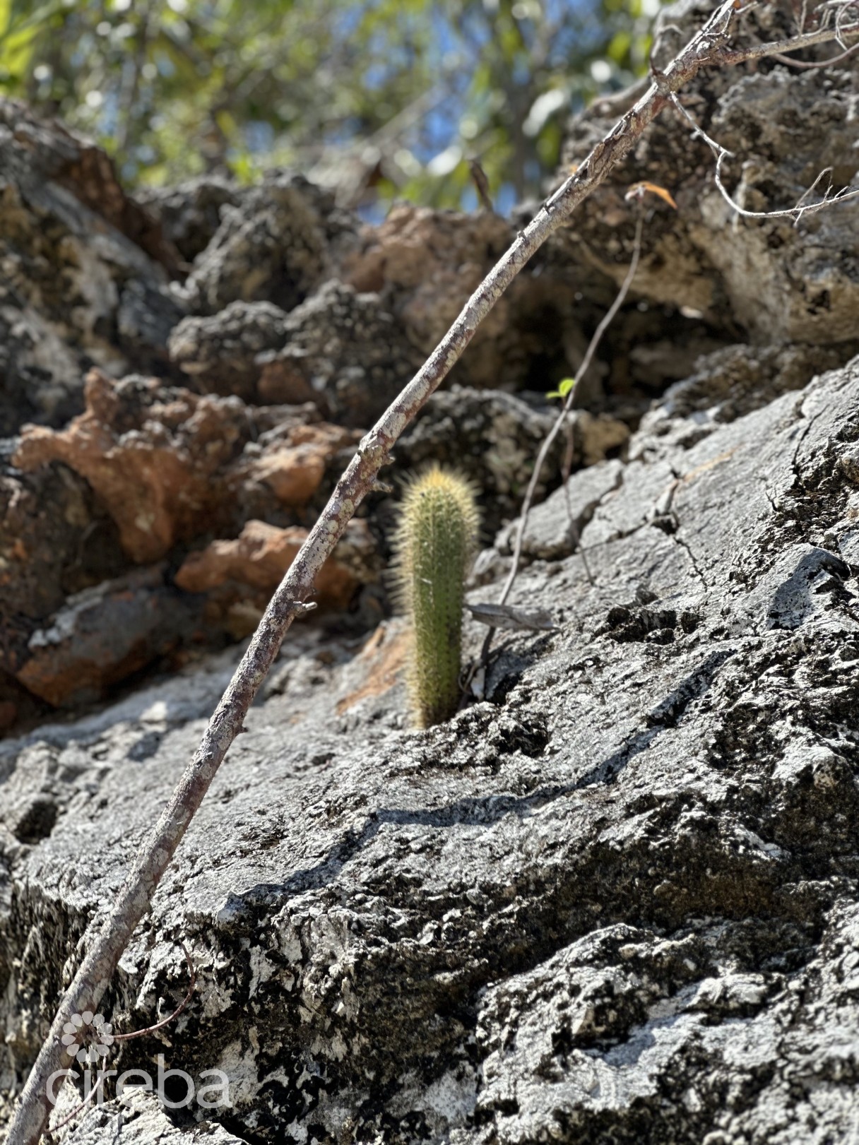 Queens Ridge Lot 20 - Image 6