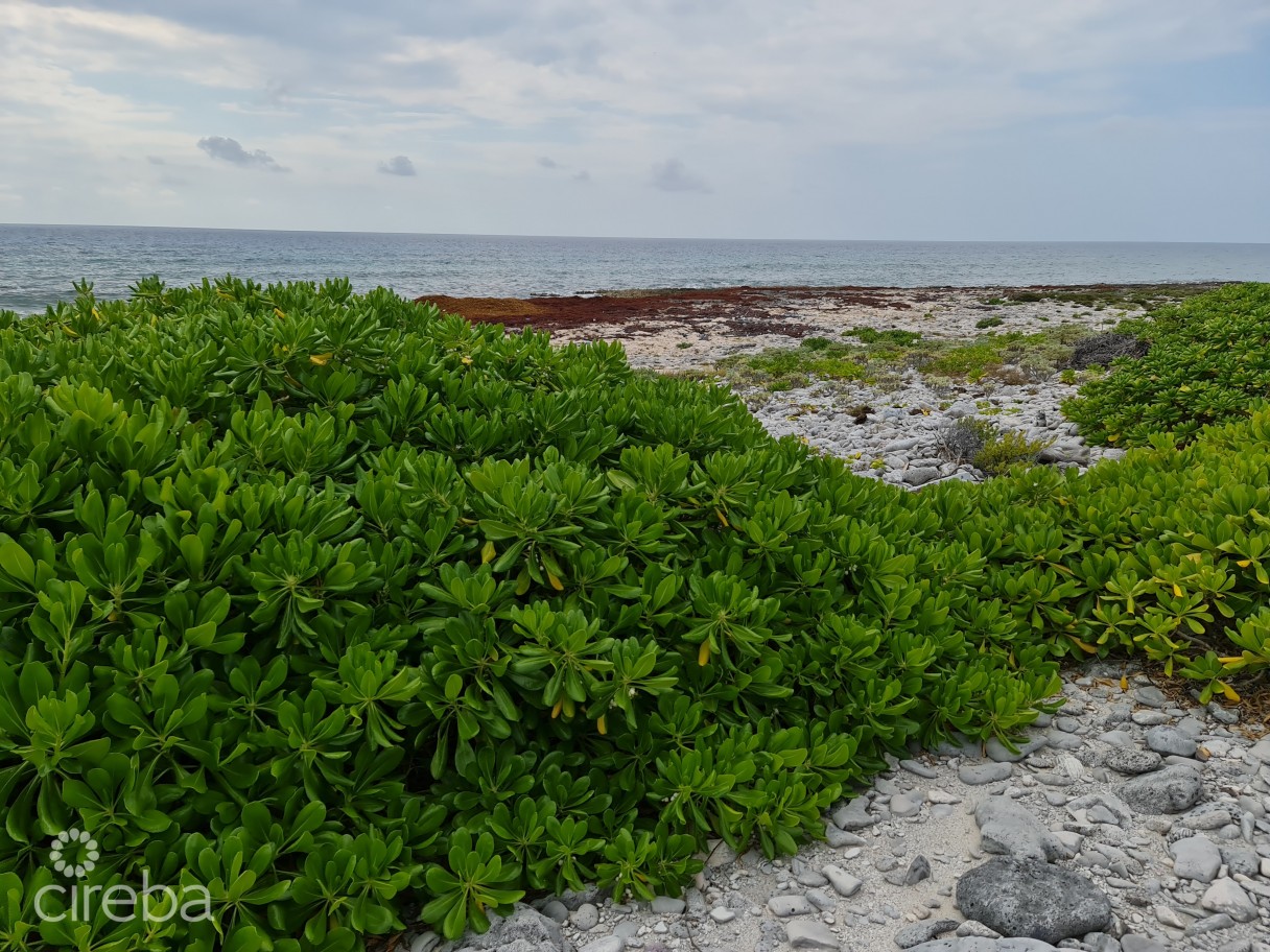 Oceanfront Vacant Land - Image 3
