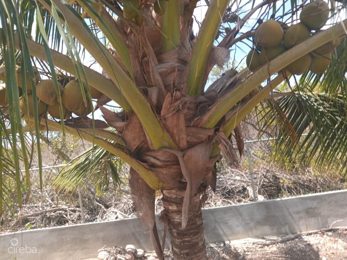 Gooseberry Drive - Image 3