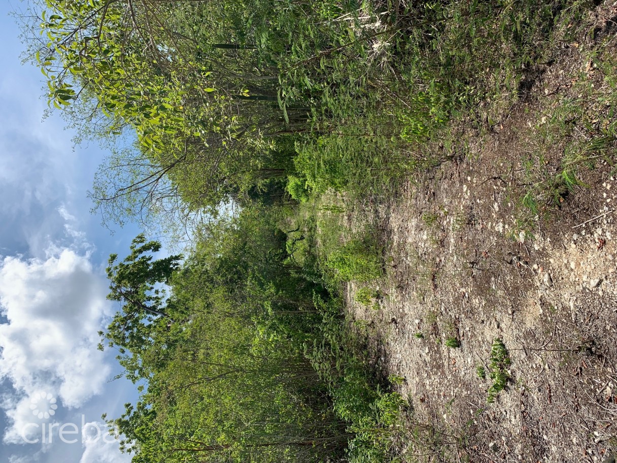 Musical Orchids - Image 2