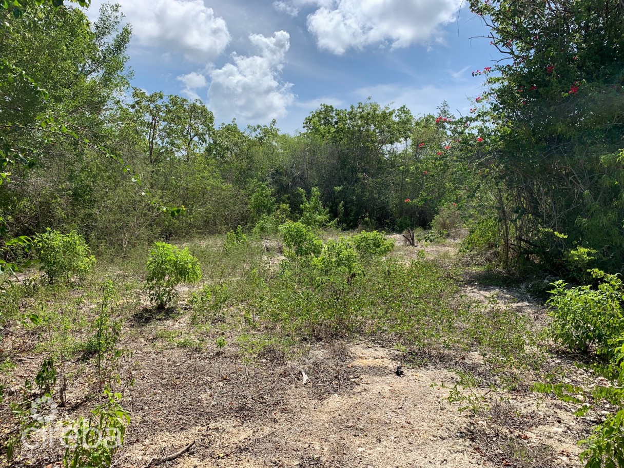 Musical Orchids - Image 3