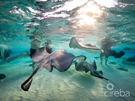 Castaway Cove Ground Floor Income Producer - Image 22