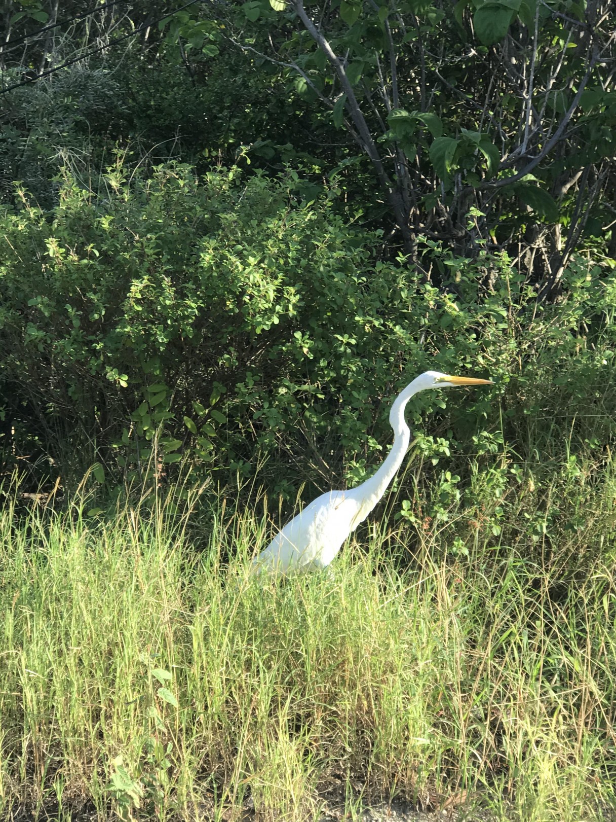 Little Cayman Lot Near Point Of Sands - Image 3