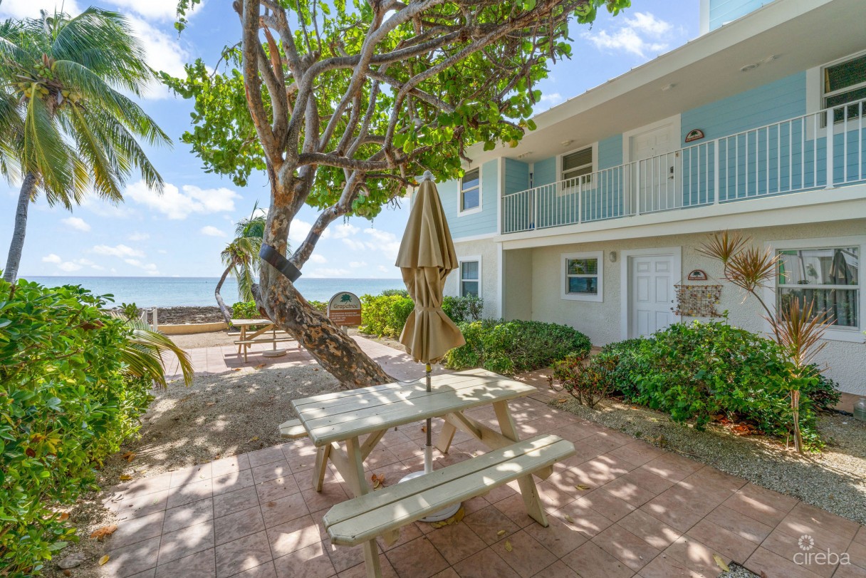 Grapetree  #3 - Image 16