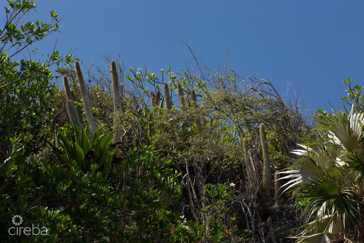Bluff Edge Development Site | Cayman Brac - Image 8