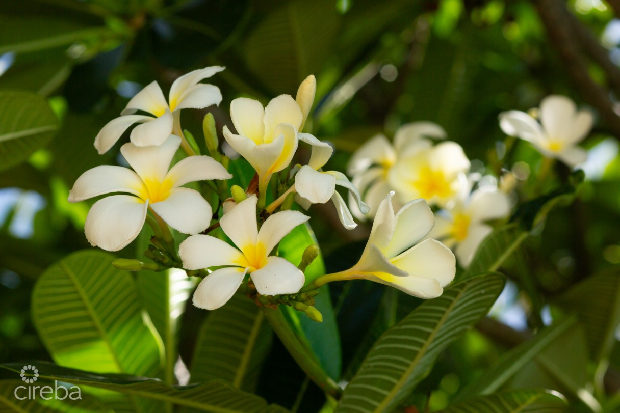 Bluff Edge Development Site | Cayman Brac - Image 9