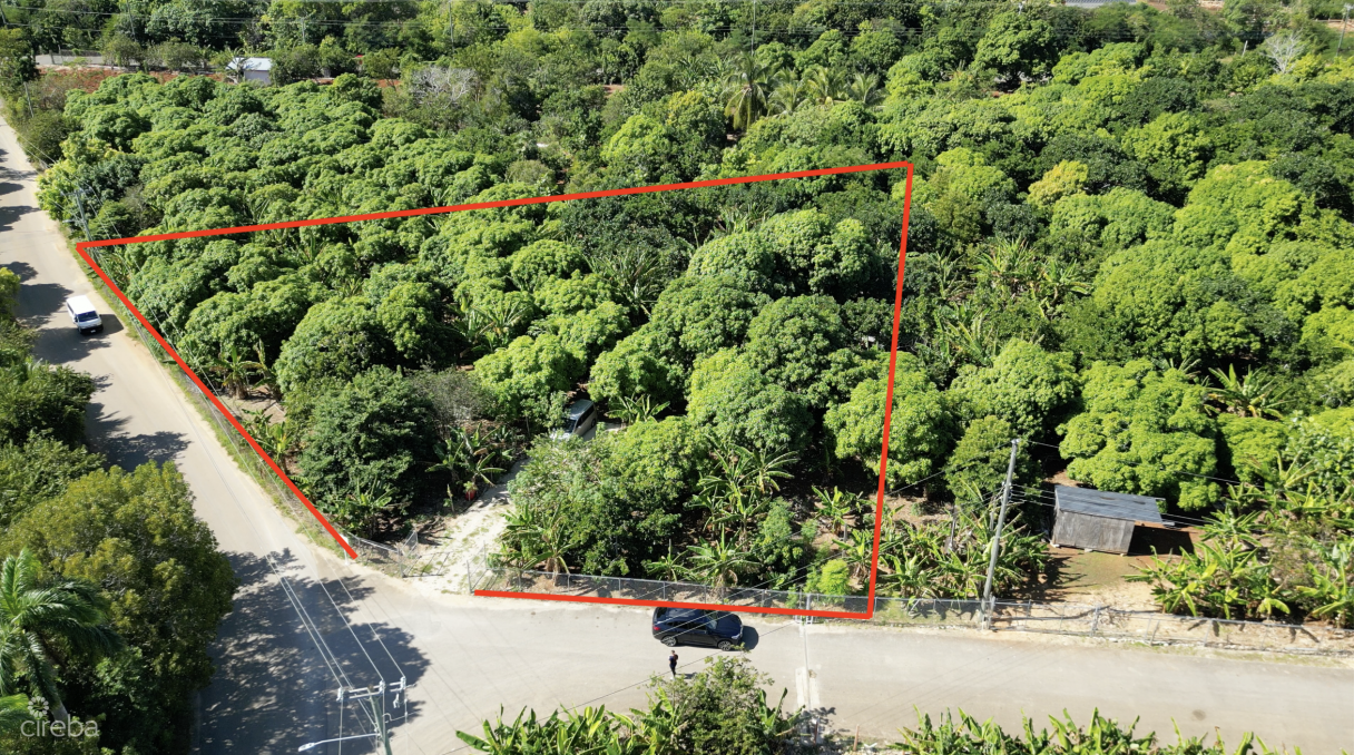 Rare 1-acre Farm Paradise In Up-and-coming High Rock - East End's Hottest Farming Location - Image 3