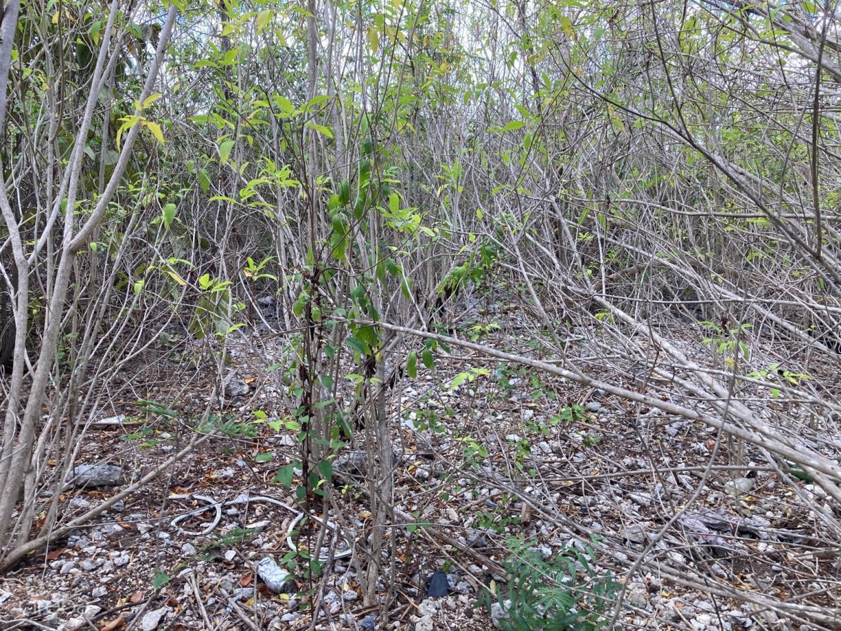 East End Land 0.45 Acres In John Mclean Drive - Image 4