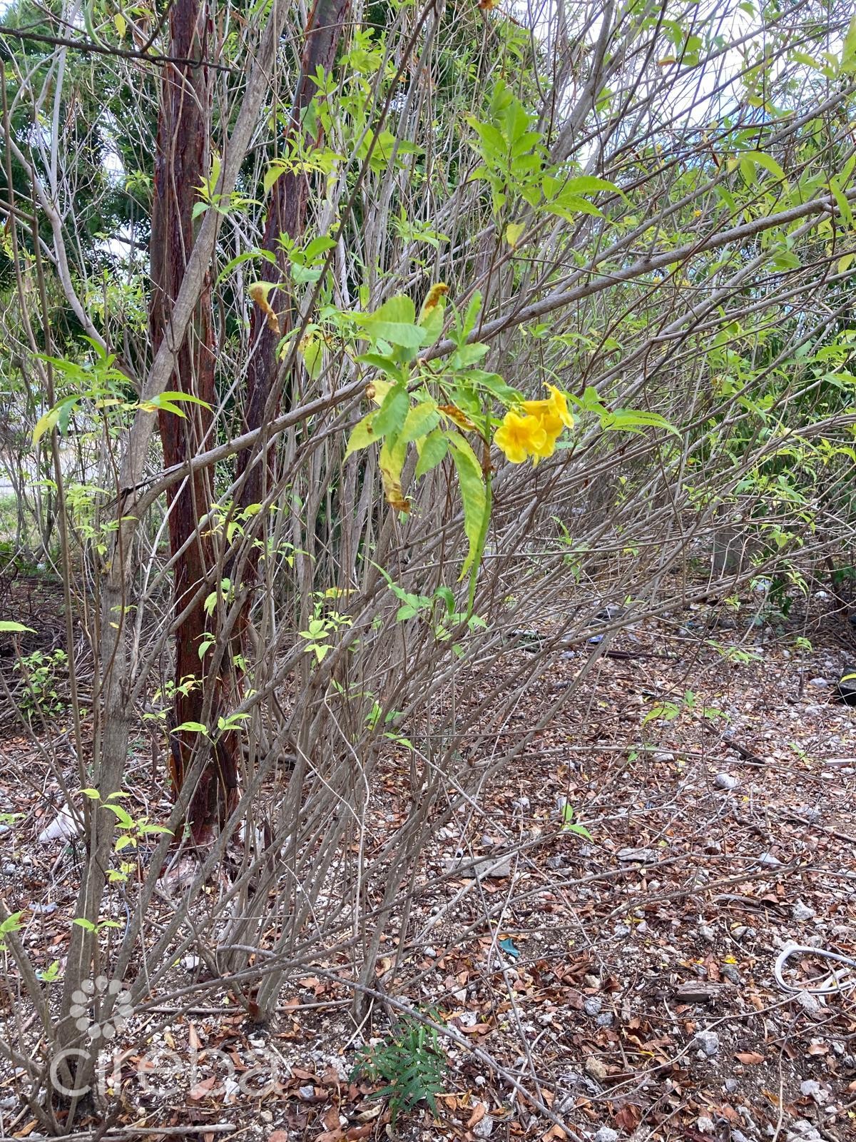 East End Land 0.45 Acres In John Mclean Drive - Image 5