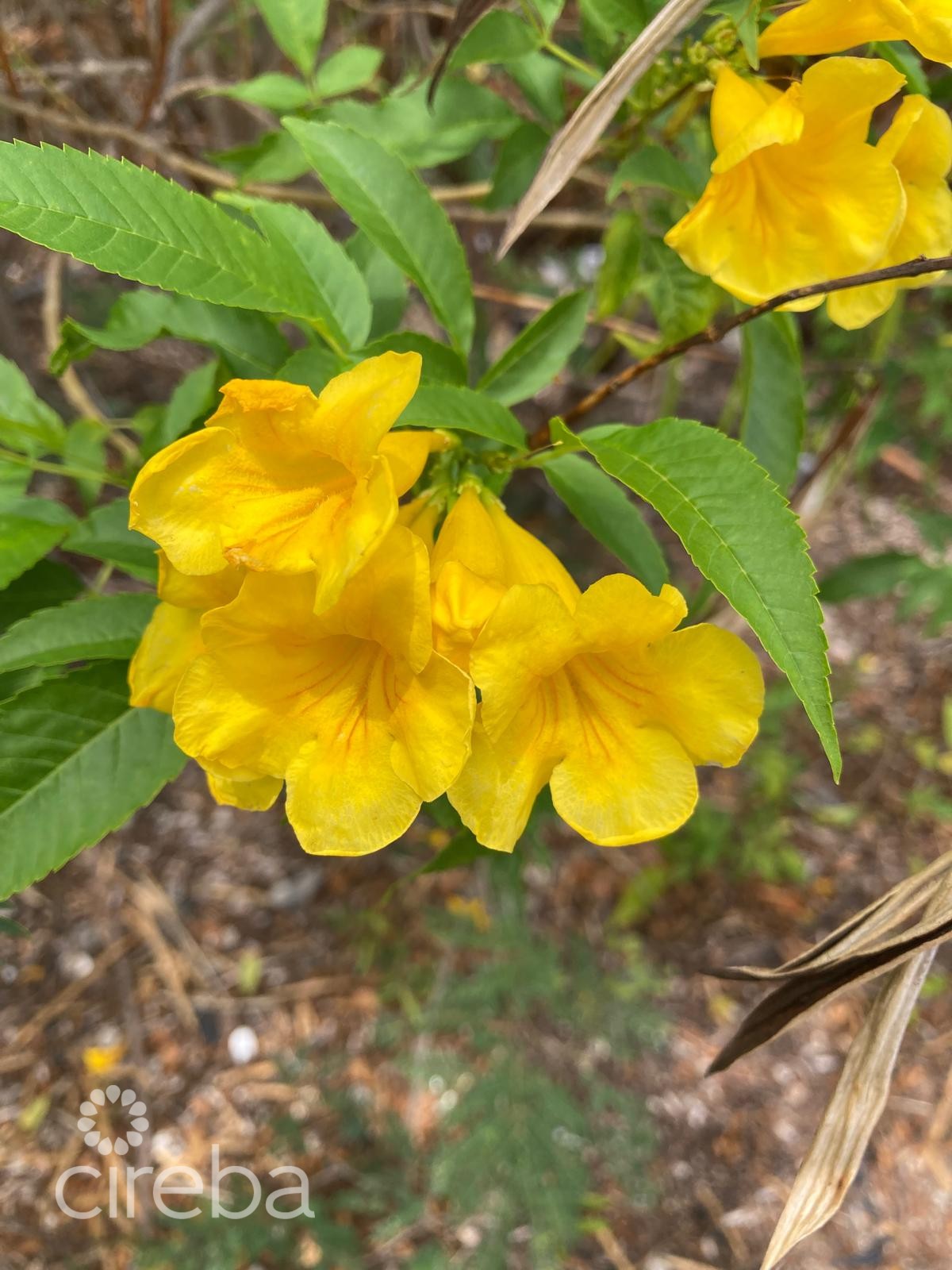 East End Land 0.45 Acres In John Mclean Drive - Image 6