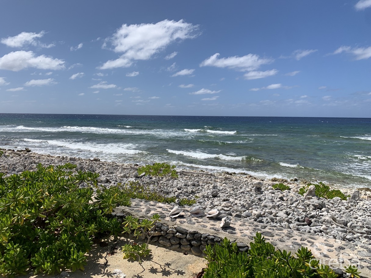 Palm Breezes - Image 6