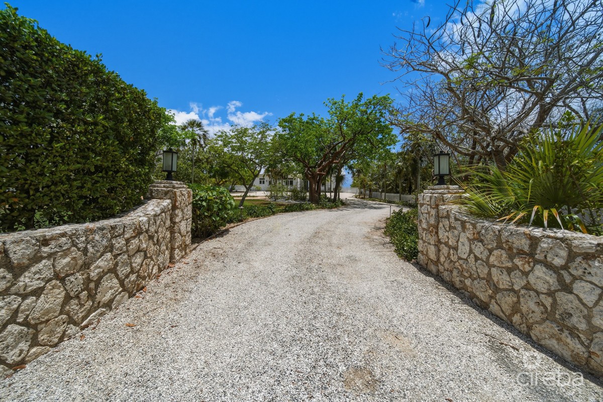 Pedro Blue - Image 14