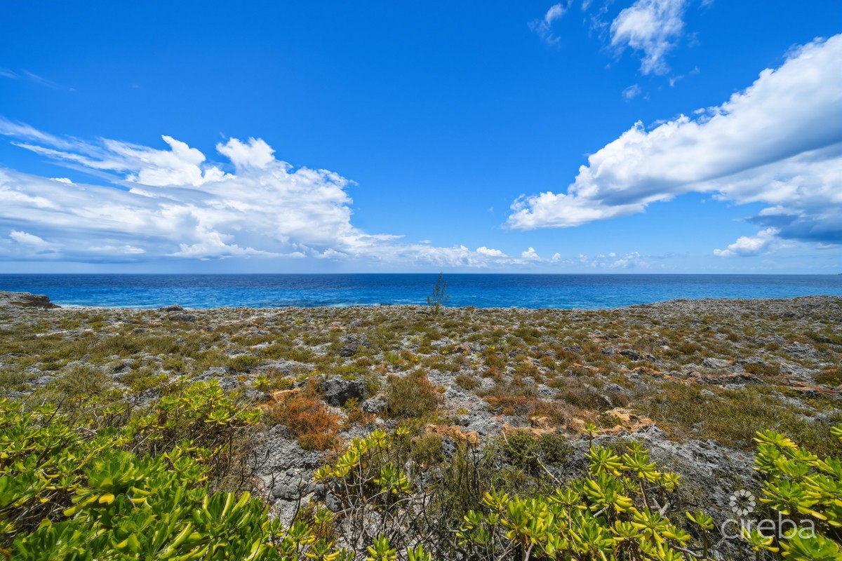 Pedro Blue - Image 36
