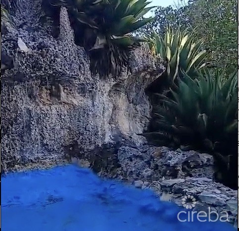 Agave - Image 14
