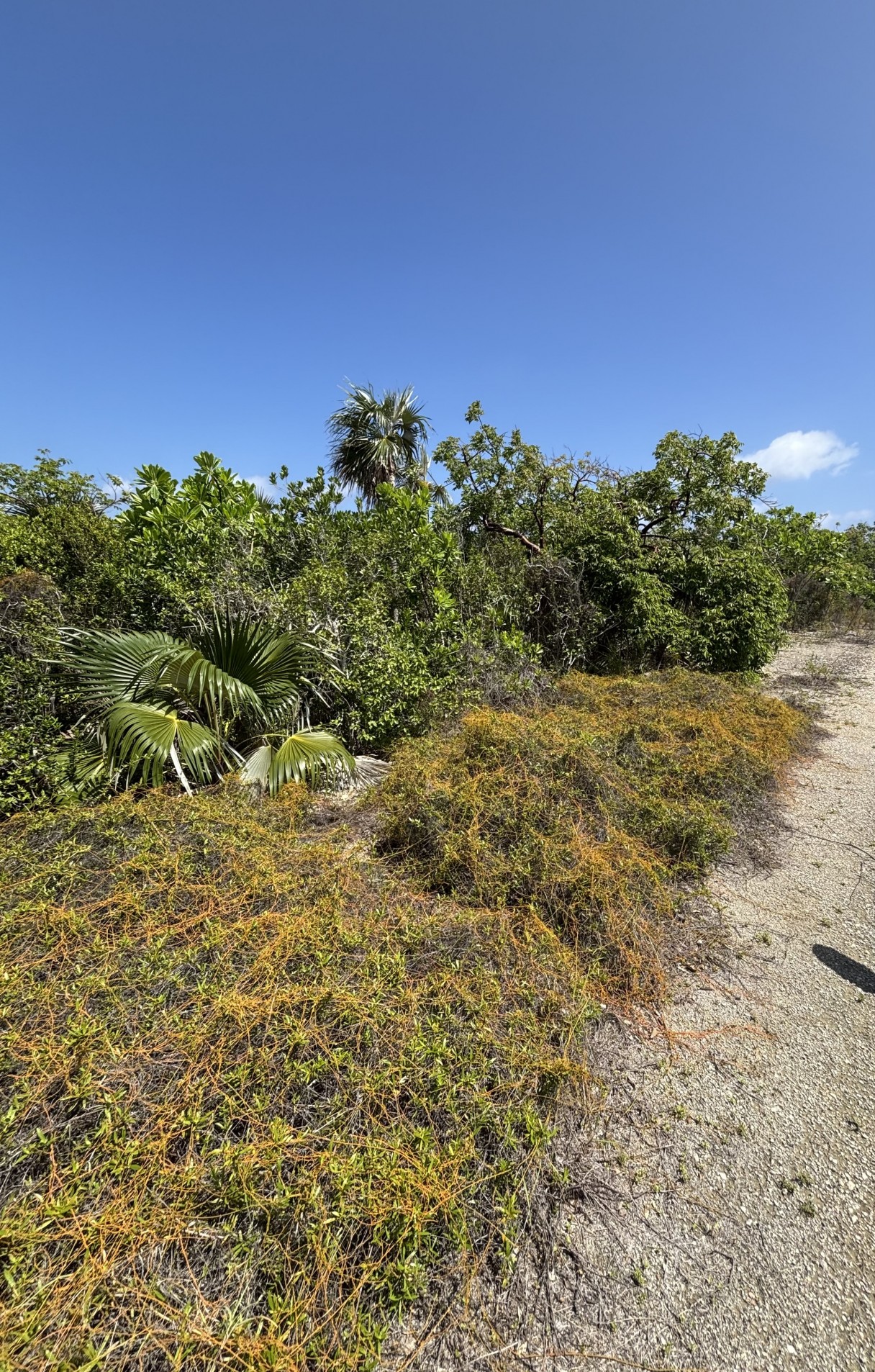 Little Cayman Lot Close To Point Of Sand - Image 1