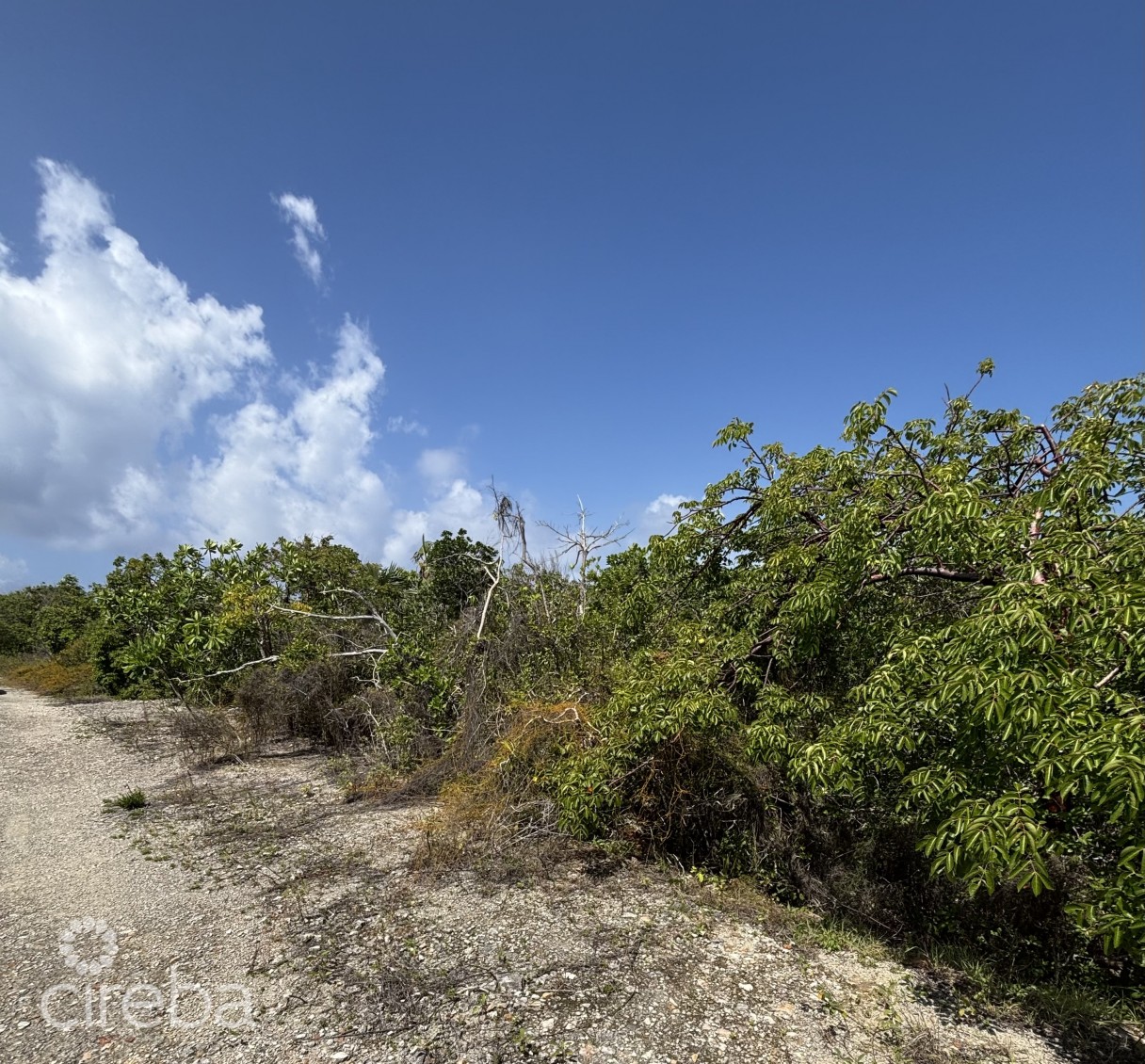 Little Cayman Lot Close To Point Of Sand - Image 2