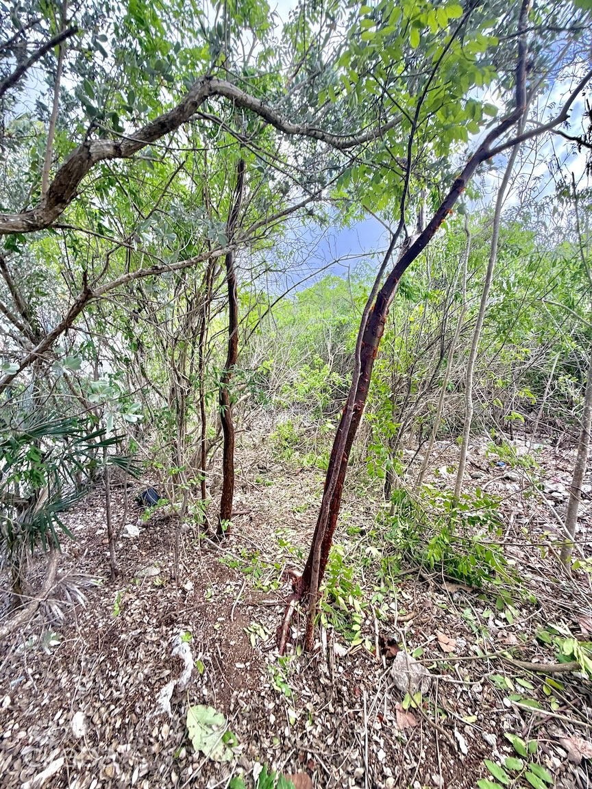 Large Beachfront Lot - Rum Point Drive - Perfect Estate Parcel - Image 8